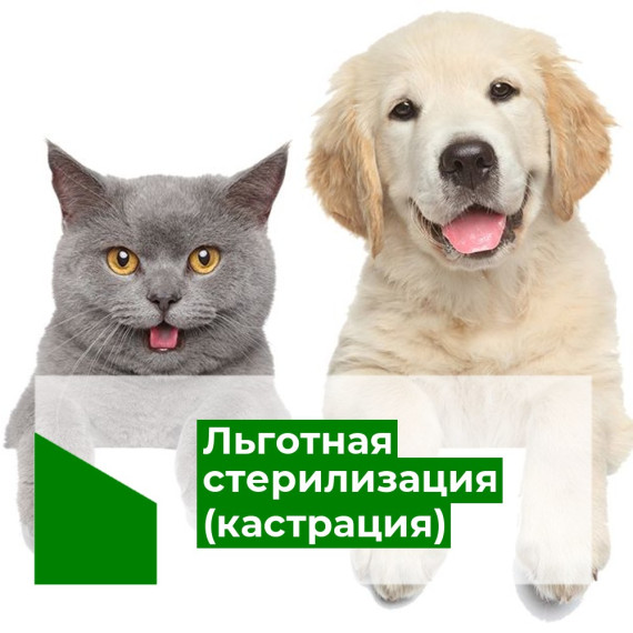 Льготная стерилизация (кастрация) домашних животных. Льготная стерилизация (кастрация) домашних животных.