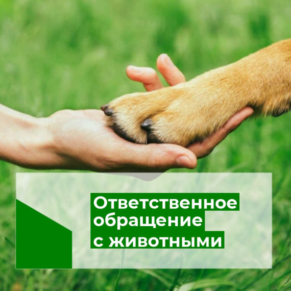 Памятка по ответственному обращению с животными!. Памятка по ответственному обращению с животными!.
