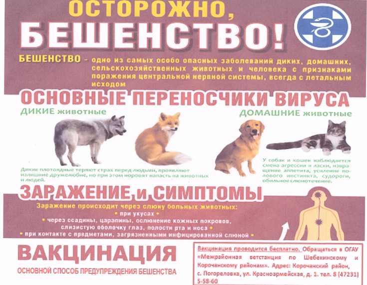 Внимание! Бешенство!. Внимание! Бешенство!.
