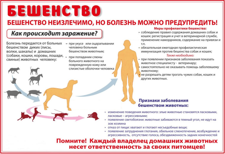 Вакцинация против бешенства. Вакцинация против бешенства.